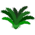 Cycas